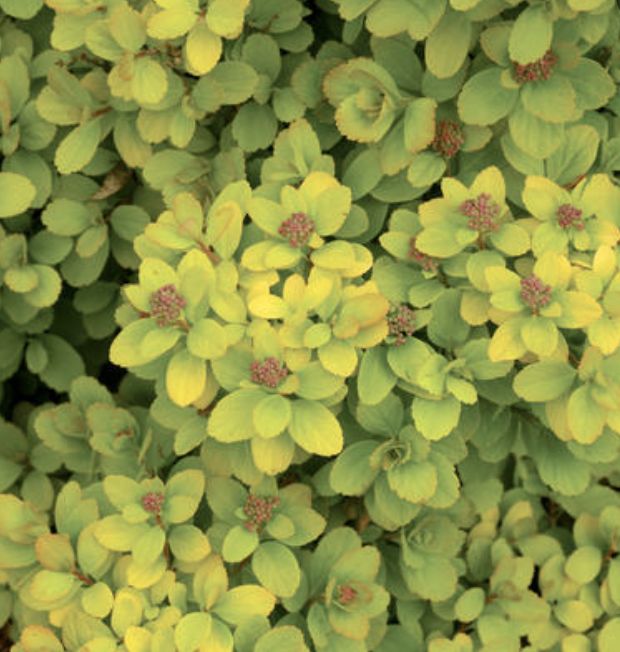 Spiraea b. 'Glow Girl'