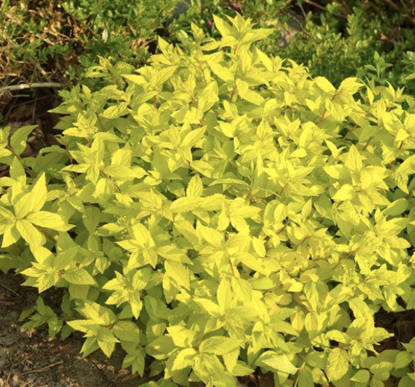 Spiraea j. 'Golden Princess'