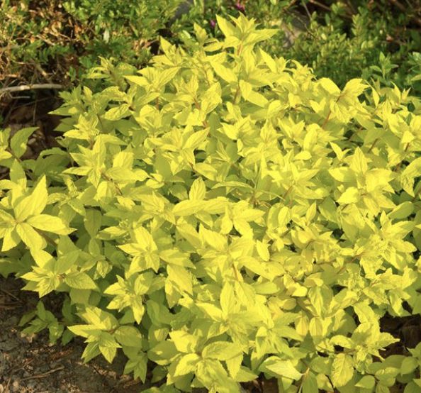 Spiraea j. 'Golden Princess'