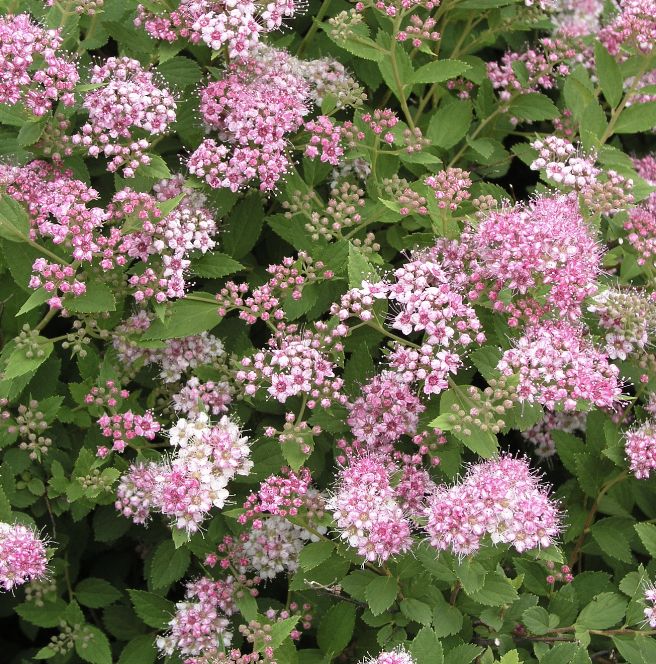 Spiraea j. 'Little Princess'