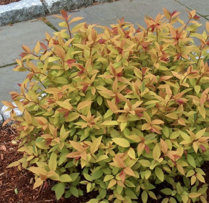 Spiraea x b. 'Goldflame'