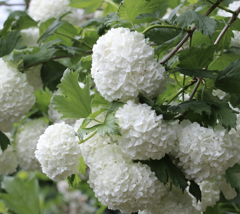 Viburnum o. 'Roseum' Viburnum o. 'Roseum'
