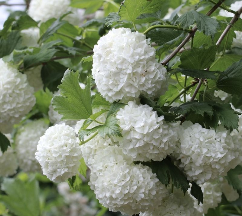 Viburnum o. 'Roseum'