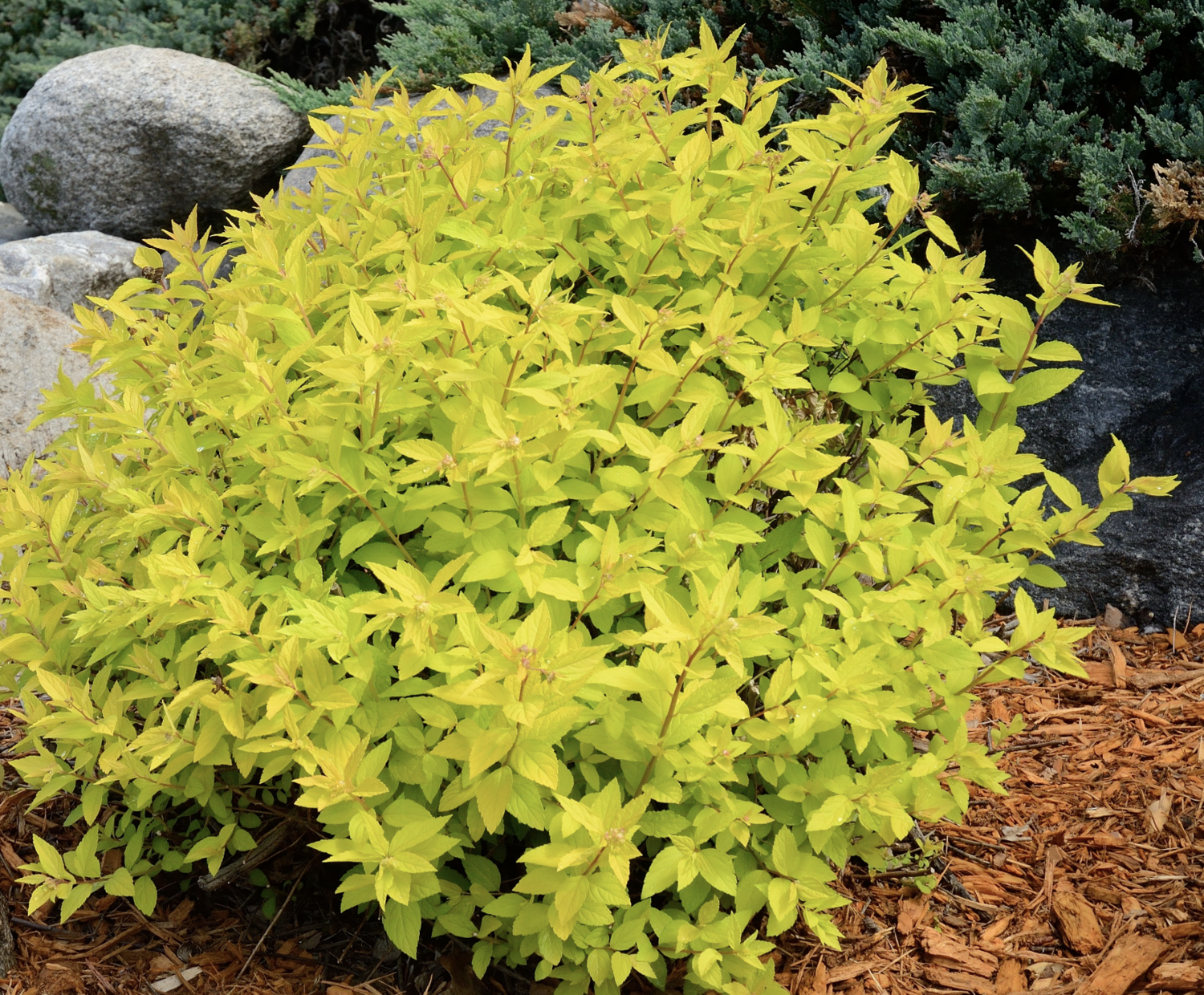 Spiraea j. 'Goldmound' Spiraea j. 'Goldmound'