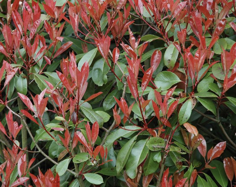 Photinia x fraseri Photinia x fraseri