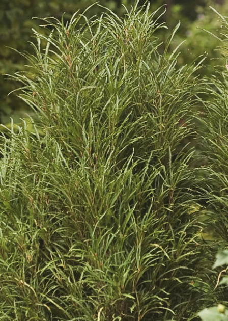 Rhamnus f. 'Fine Line'