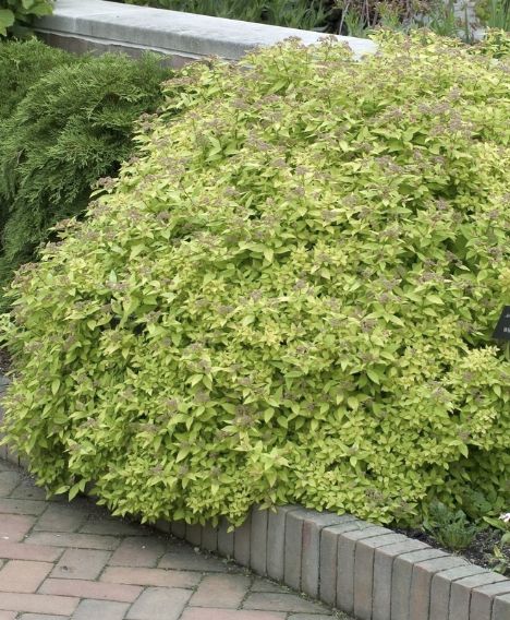 Spiraea j. 'Dakota Goldcharm'