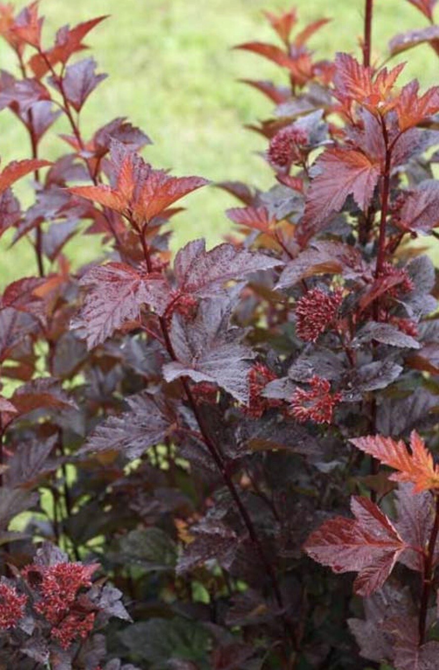 Physocarpus o. 'Ginger Wine' Physocarpus o. 'Ginger Wine'