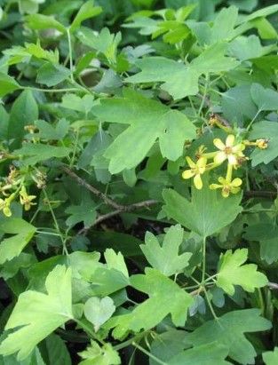 Ribes aureum Ribes aureum