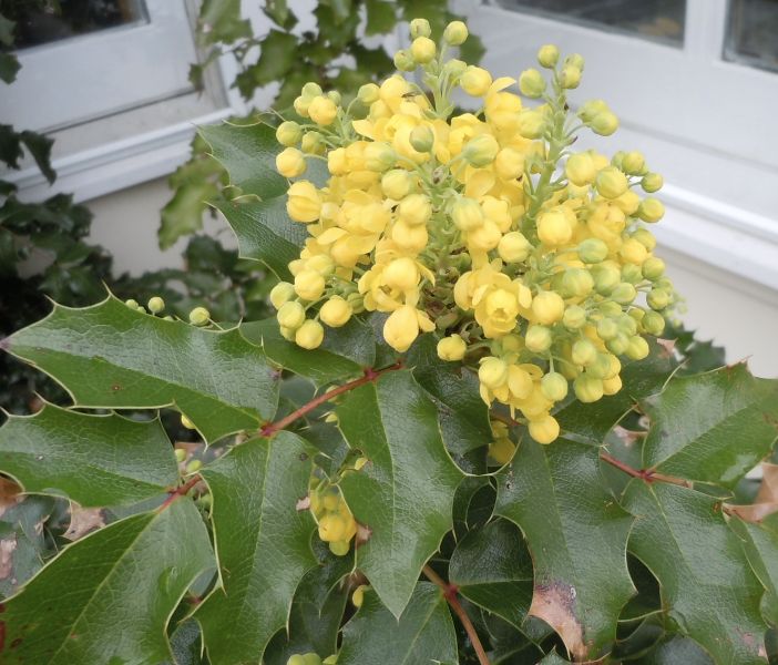 Mahonia aquifolium 'Oregon Grape'