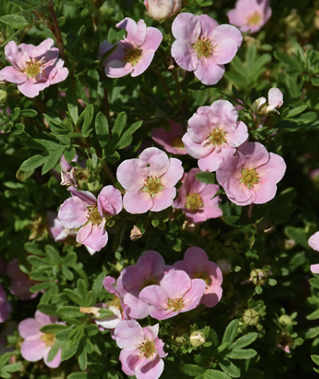 Potentilla f. 'Pink Beauty'