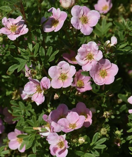 Potentilla f. 'Pink Beauty'