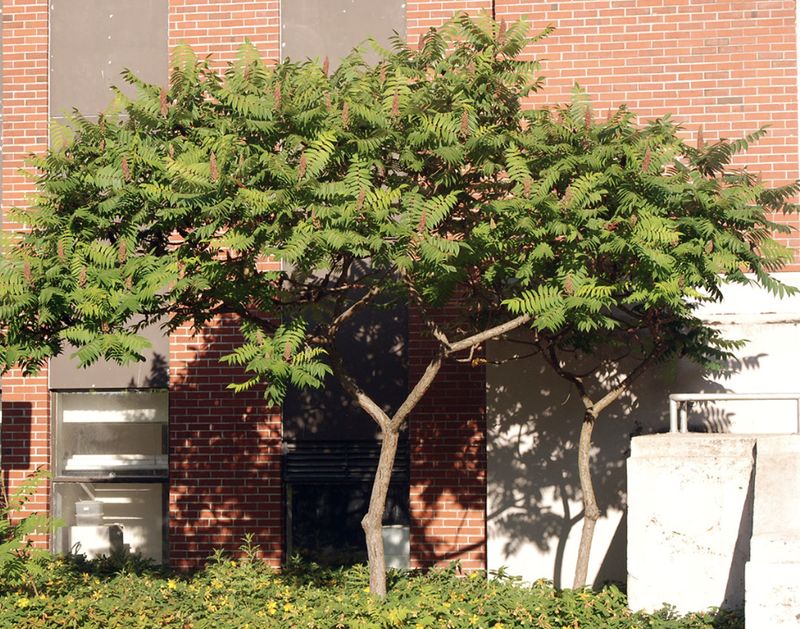 Rhus typhina 'Staghorn'