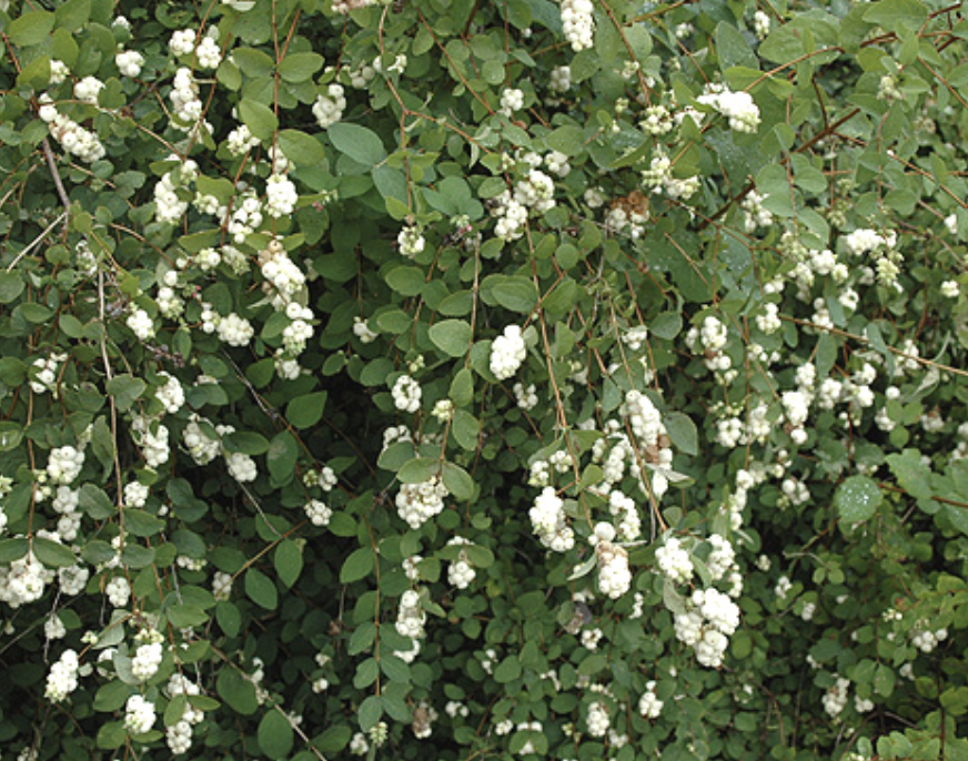 Symphoricarpos a. ' Common Snowberry'