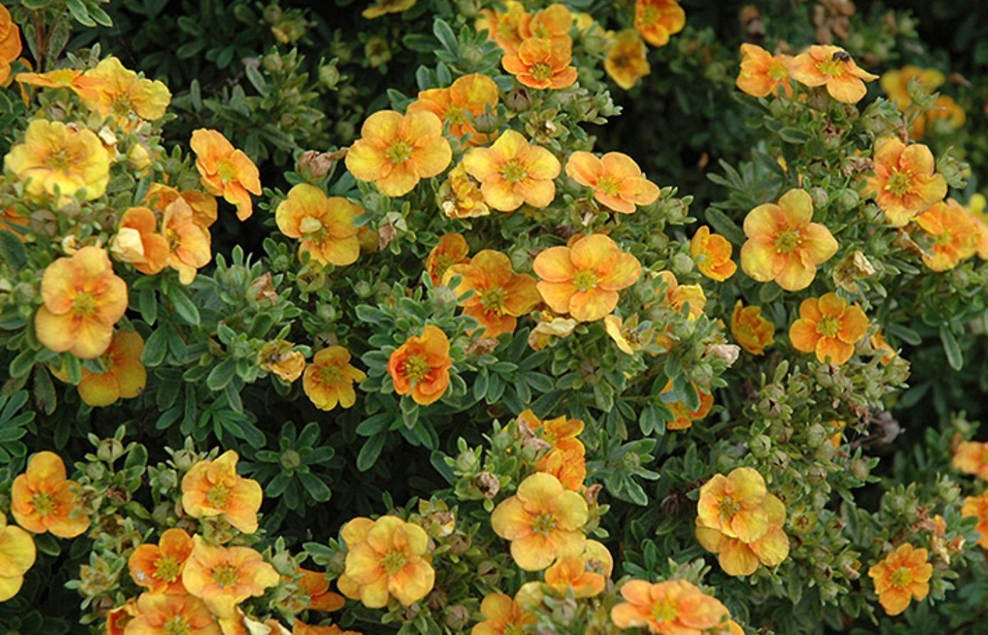 Potentilla f. 'Mandarin Tango'