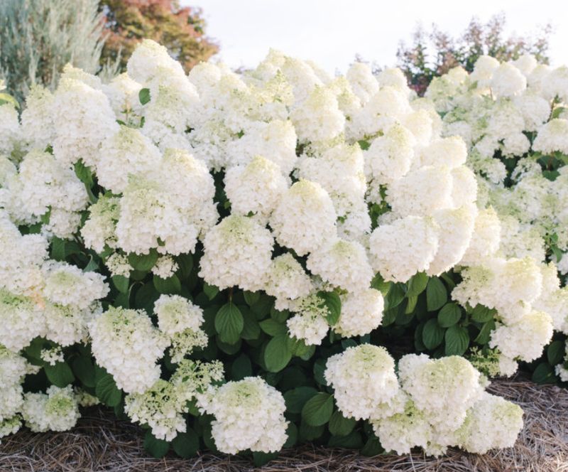 Hydrangea pan. 'Little Hottie' Hydrangea pan. 'Little Hottie'