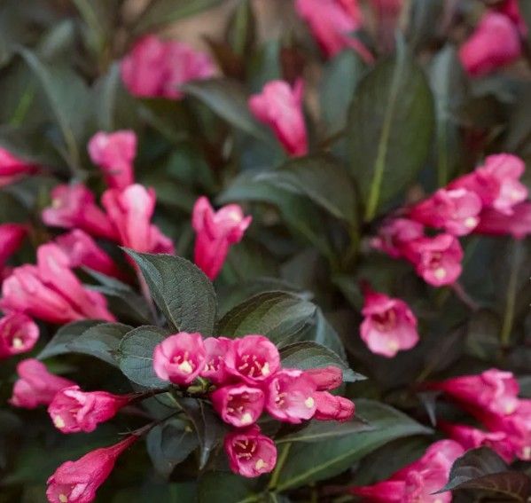 Weigela f. 'Midnight Wine Shine' Weigela f. 'Midnight Wine Shine'