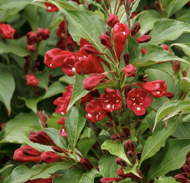 Weigela f. 'Red Prince'