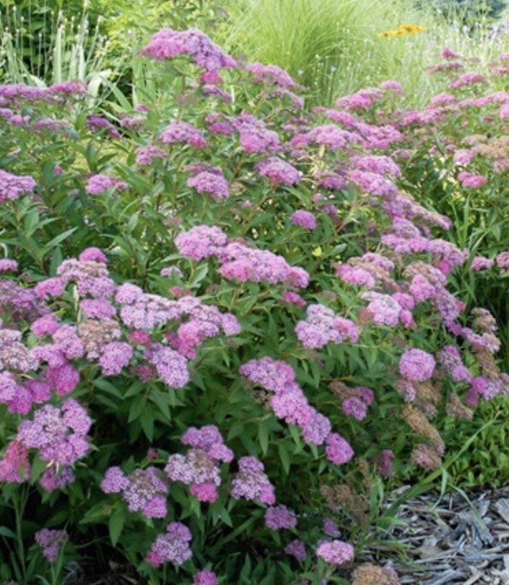Spiraea x b. 'Anthony Waterer' Spiraea x b. 'Anthony Waterer'