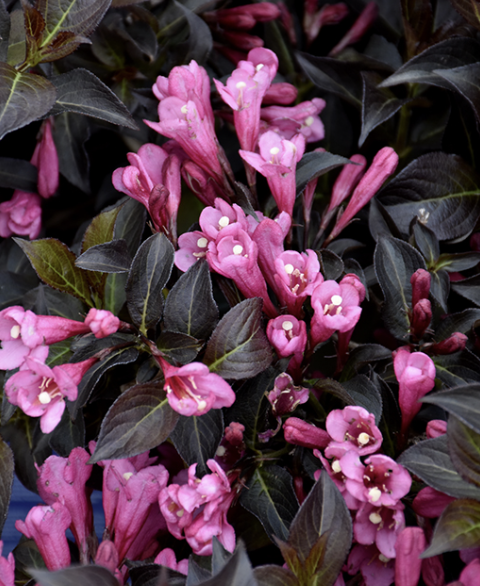 Weigela f. 'Dark Horse'
