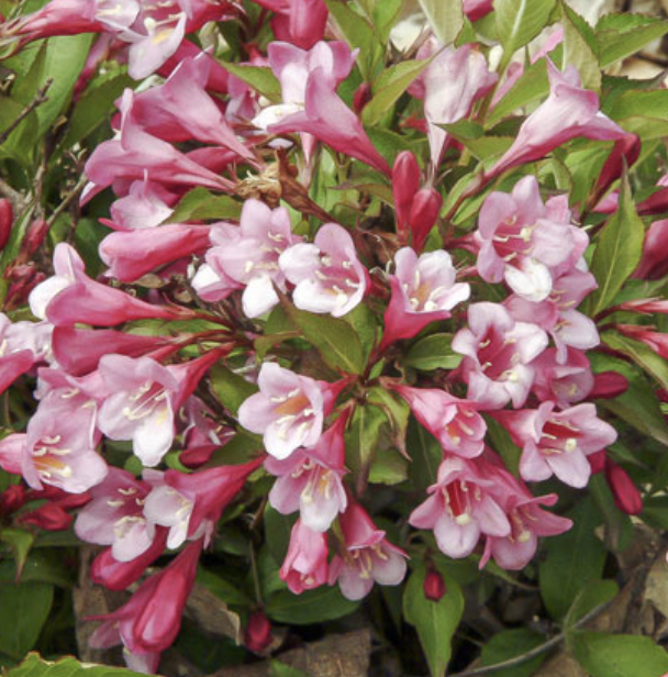 Weigela f. 'Minuet'