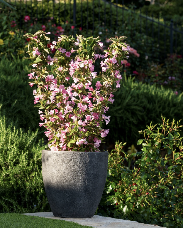 Weigela x h. 'Towers of Flowers  Apple Blossom'