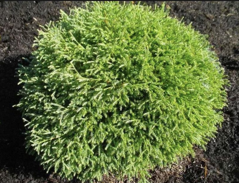 Thuja o. 'Mr. Bowling Ball'