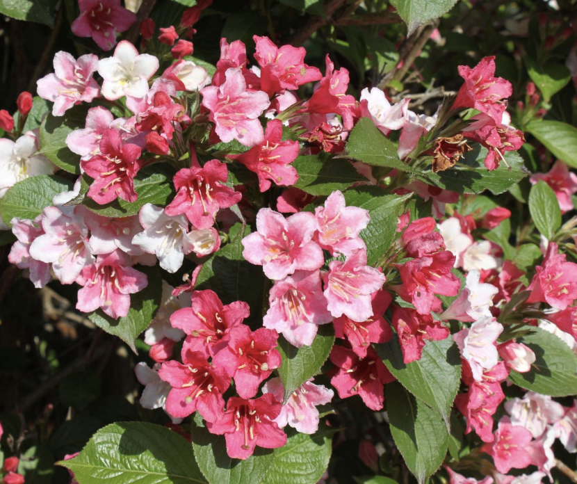 Weigela f. 'Carnaval'