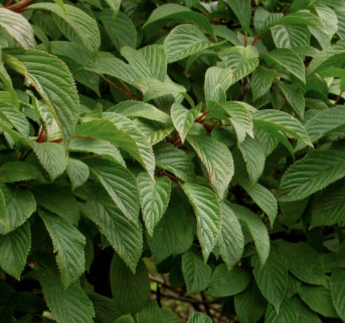 Viburnum x b. 'Pink Dawn' Viburnum x b. 'Pink Dawn'