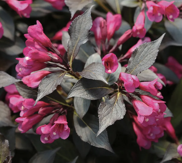 Weigela f. 'Spilled Wine'