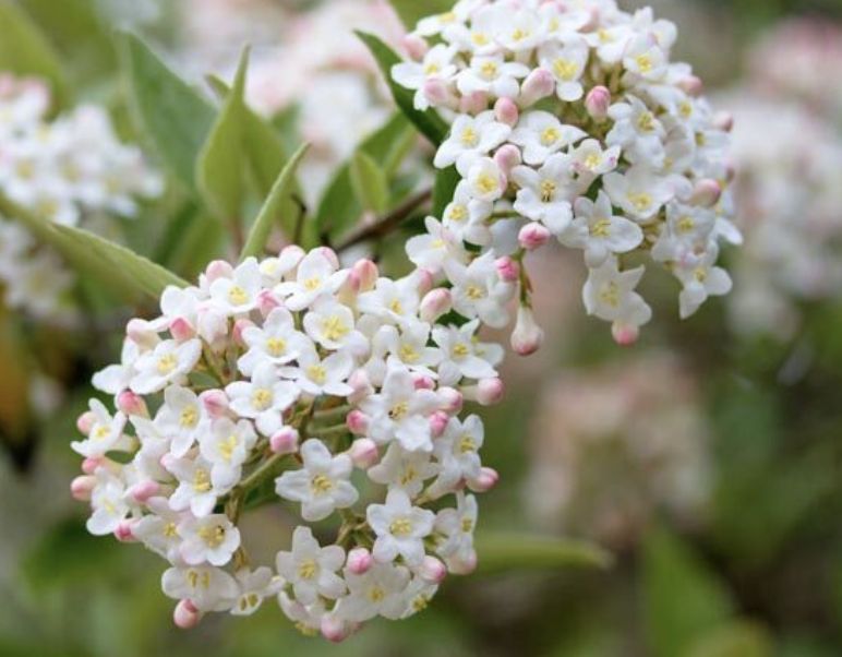 Viburnum x b. 'Burkwood'