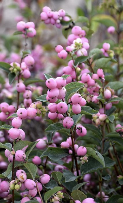 Symphoricarpos x d. 'Candy'