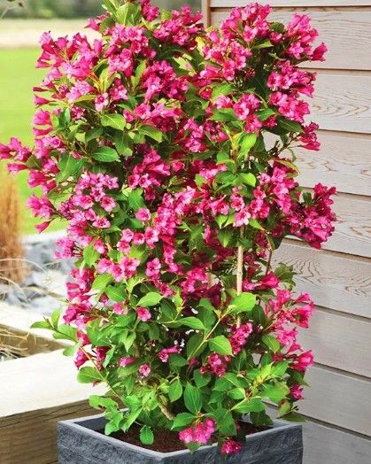 Weigela x h. 'Towers of Flowers Cherry'
