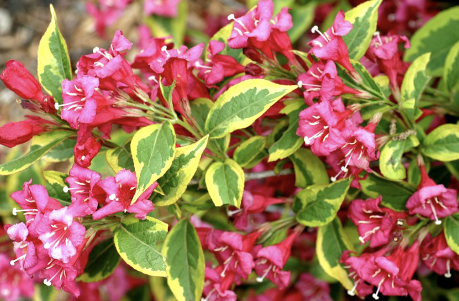 Weigela f. 'French Lace'