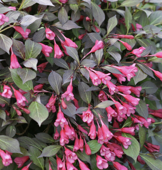 Weigela f. 'Midnight Wine'