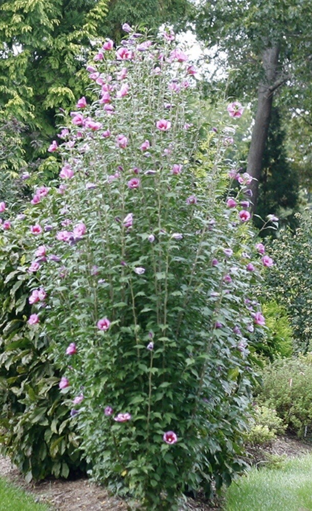Hibiscus s. 'Pillar' Hibiscus s. 'Pillar'