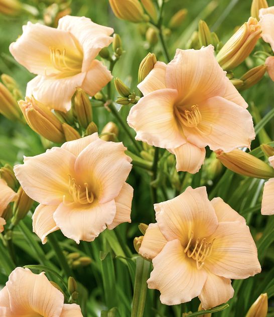 Hemerocallis 'Mini Pearl' #1