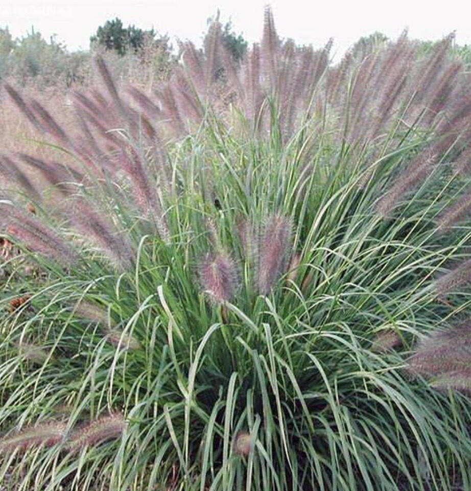 Grass, Pennisetum a. 'Red Head' #1