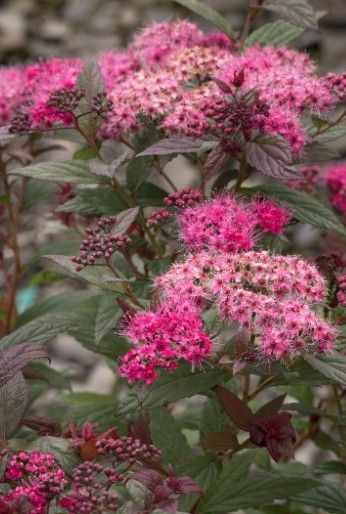 Spiraea j. ‘ Walbertson's Plumtastic’