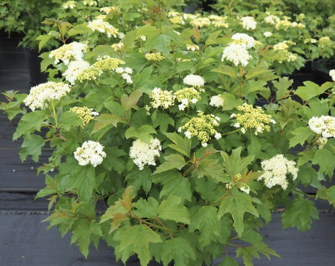 Viburnum o. ‘Compactum’