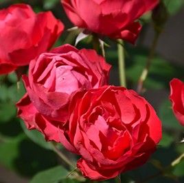 Rosa x Oso Easy ‘Double Red’ Rosa x Oso Easy ‘Double Red’