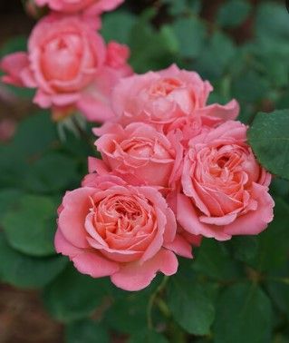 Rosa x Reminiscent ‘Coral’ Rosa x Reminiscent ‘Coral’