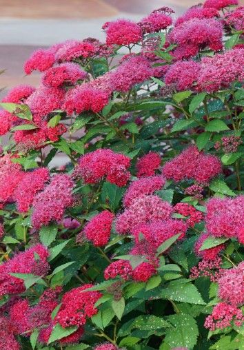 Spiraea x Double Play 'Doozie’