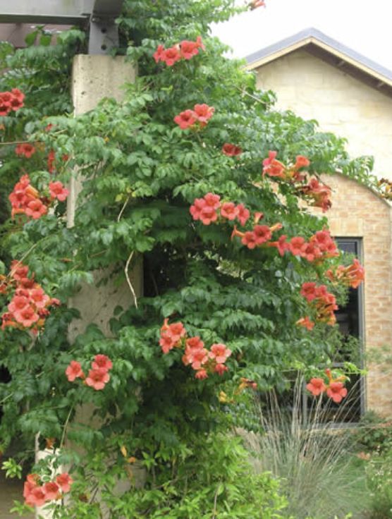 Campsis x t. 'Madame Galen'