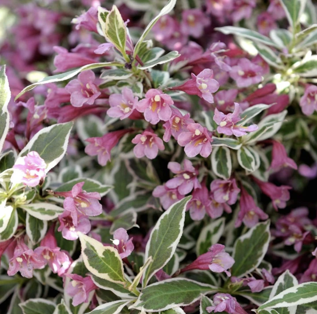 Weigela f. 'My Monet'