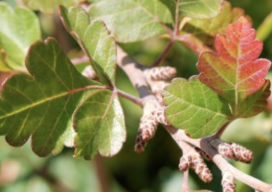 Rhus tril. 'Three Leaf'