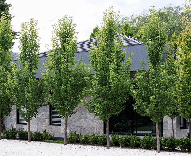 Pyrus c. 'Capital' Pyrus c. 'Capital'