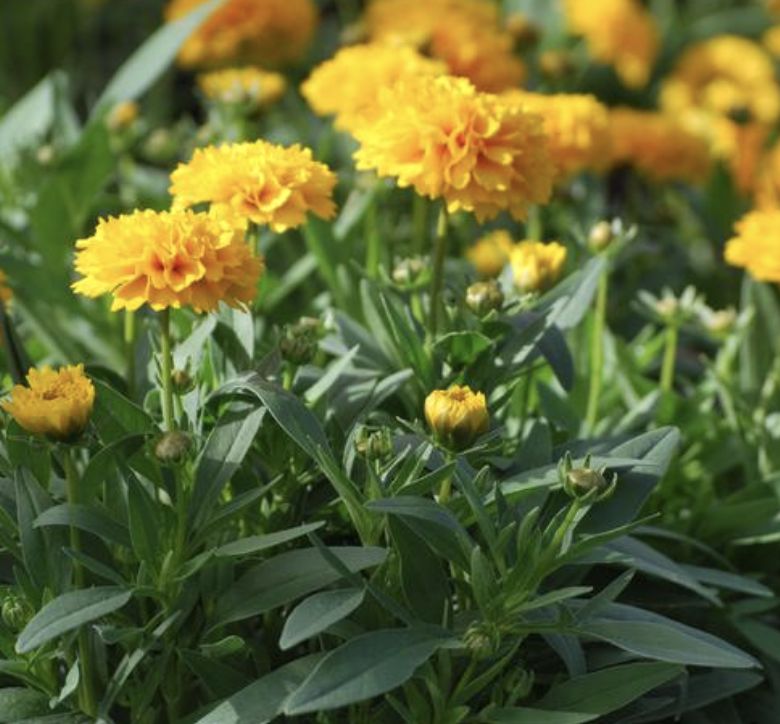 Coreopsis g. 'Solanna Golden Sphere'