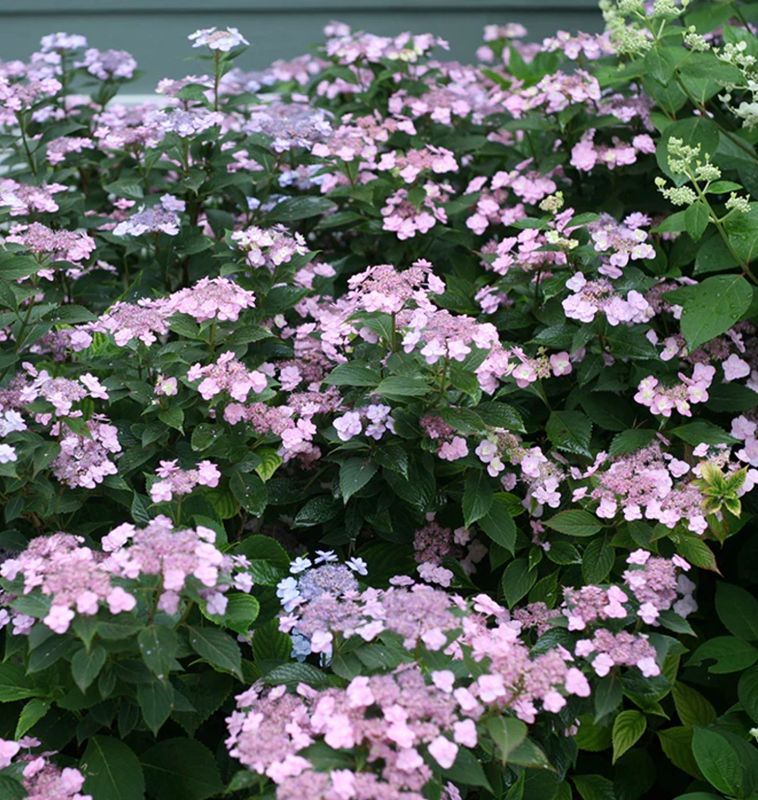 Hydrangea s. 'Tiny Tuff Stuff'