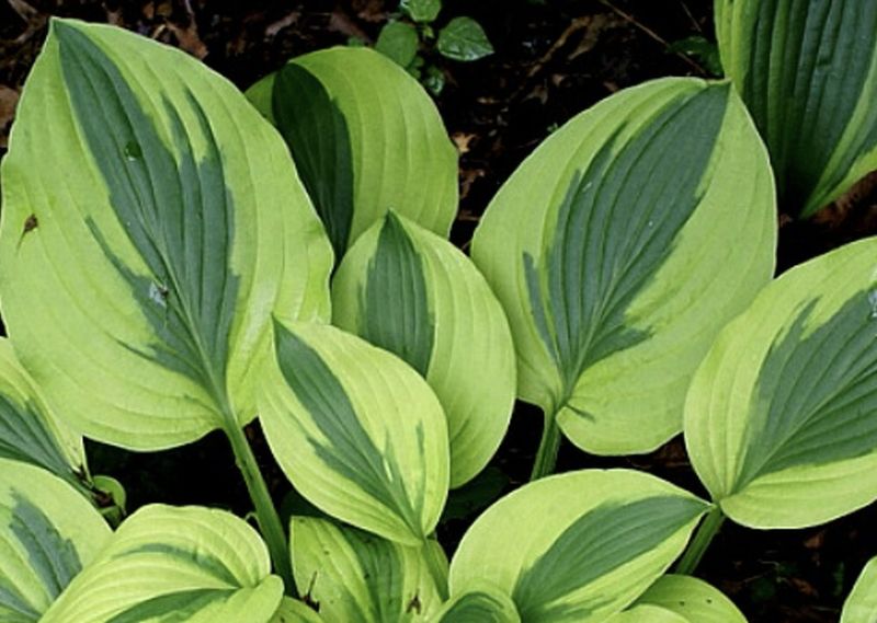 Hosta 'Velvet Moon' Hosta 'Velvet Moon'